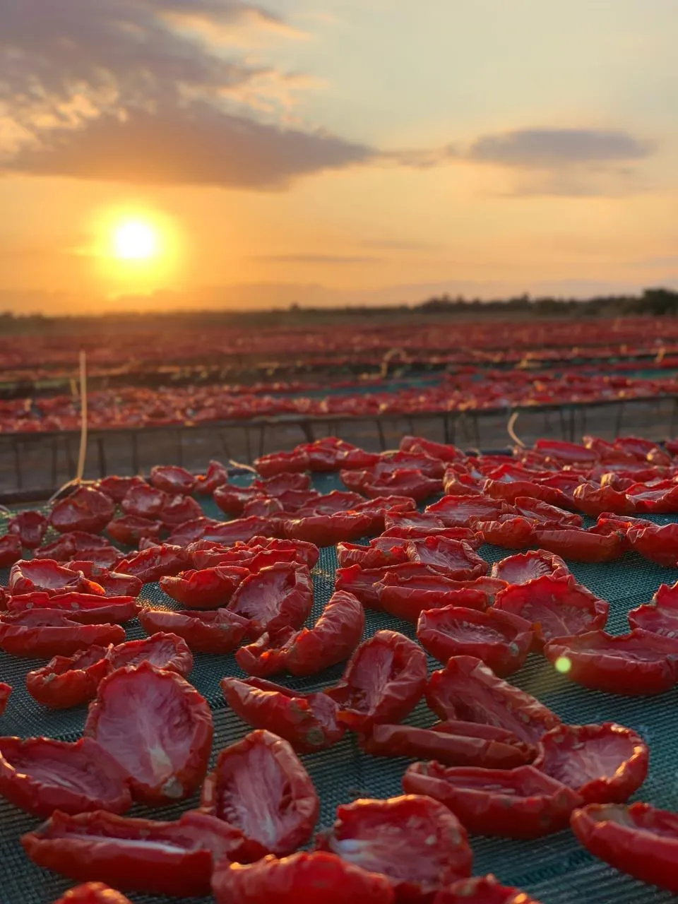 Tomates au séchage, coucher de soleil