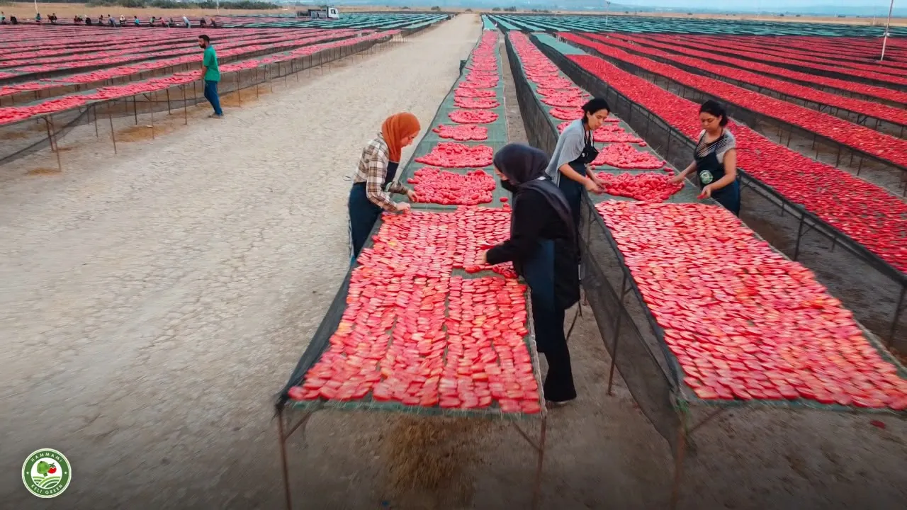 Les équipes Hammami Keli Green aux tables de séchage des tomates