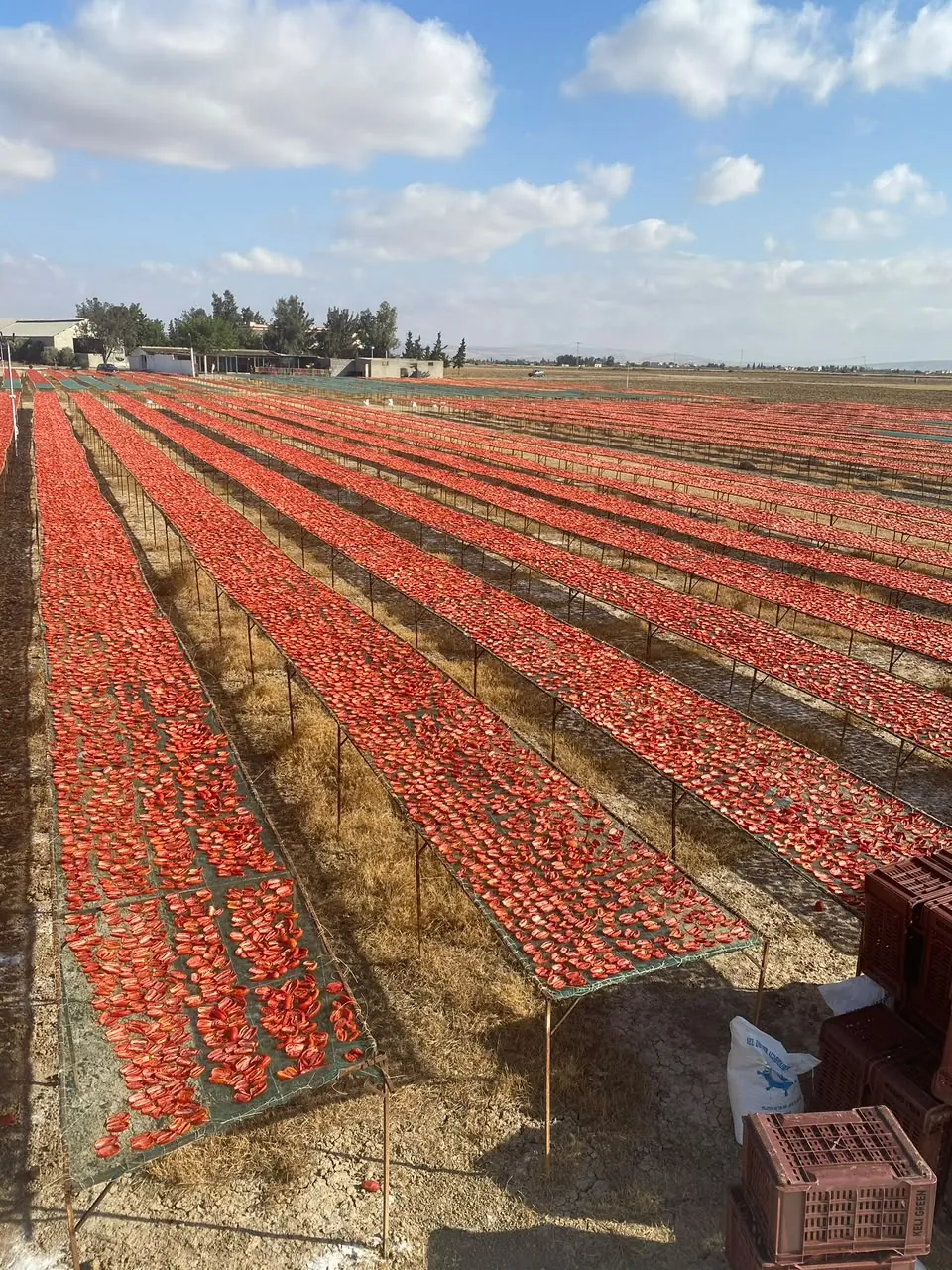 Tomates au séchage à Jedaida