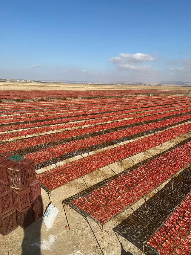 Hammami Keli Green, Jedaida