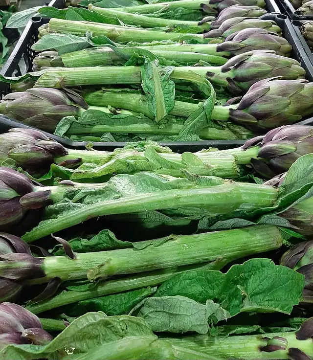 Hammami Keli Green, Jedaida