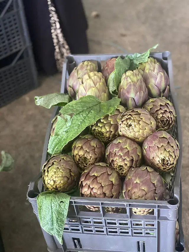 Hammami Keli Green, Jedaida