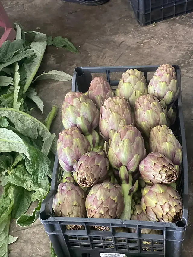 Hammami Keli Green, Jedaida