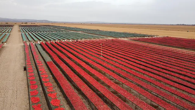 Hammami Keli Green, Jedaida