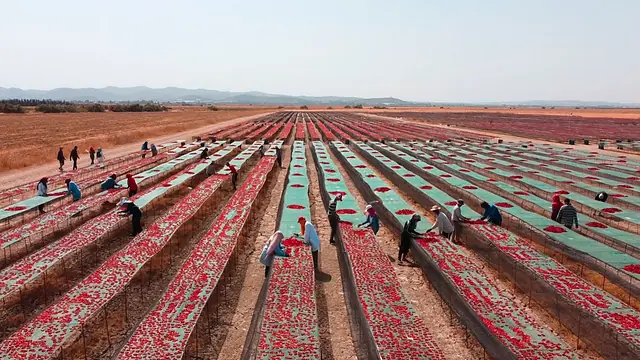 Hammami Keli Green, Jedaida