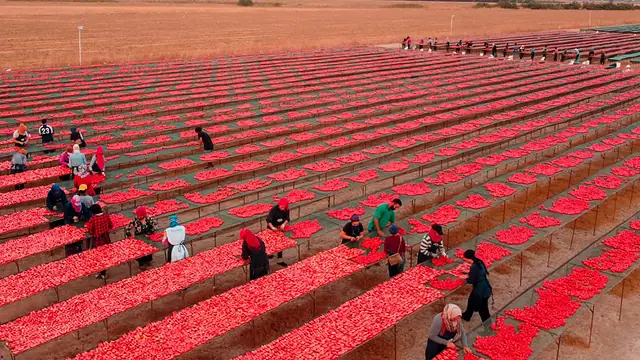 Séchage des tomates à Jedaida