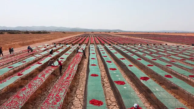 Hammami Keli Green, Jedaida