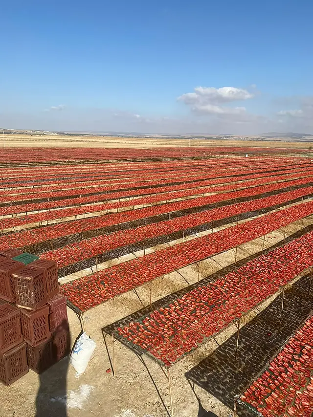Hammami Keli Green, Jedaida