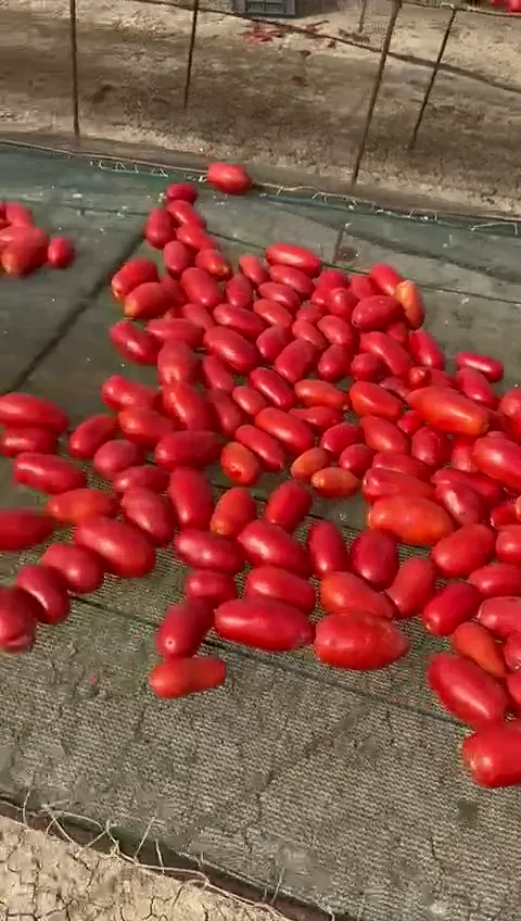 Tomates fraîches